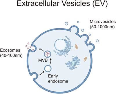 Frontiers Mesenchymal Stem Cell Derived Extracellular Vesicles For