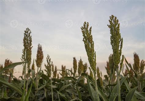 Sorghum in field 19574246 Stock Photo at Vecteezy