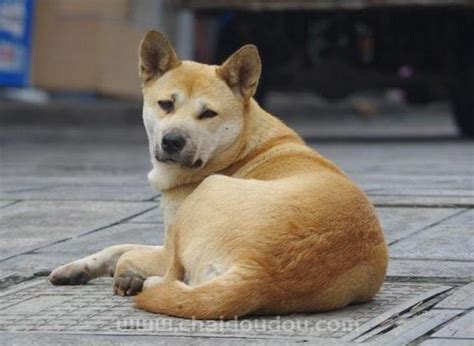 怎么鉴定柴犬和土狗幼犬，幼犬怎么辨别是不是土狗？ 柴豆豆柴犬