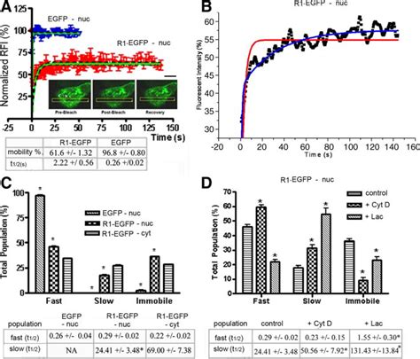 Frap Of Fgfr1 Egfp And Egfp In The Nucleus A Strip Frap Measurements