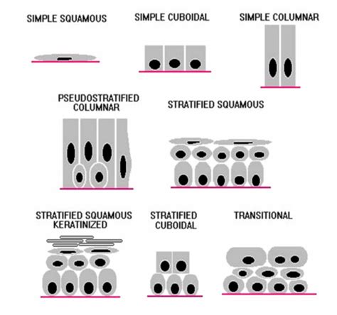 Epiteli Di Rivestimento Flashcards Quizlet