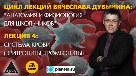 Вячеслав Дубынин: "Система крови" (Лекция 4) - YouTube