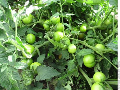 Томат Взрыв. Описание сорта. Выращивание и уход в открытом грунте. Фото