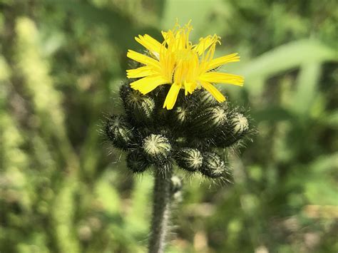 Wisconsin Wildflower Meadow Hawkweed Hieracium Caespitosum