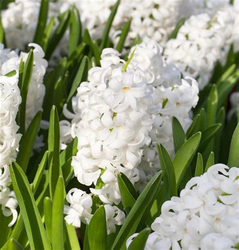 Hyacinthus Orientalis Aiolos Hyazinthe Gartenpflanzen Daepp