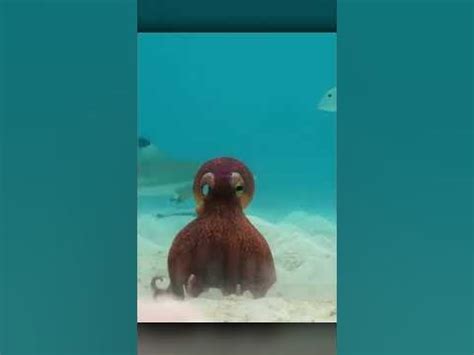 Осьминог Стал Другом 🐙 - YouTube
