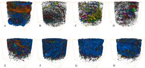 D Image Of Macropore Structure For Each Treatment For Both Analysed