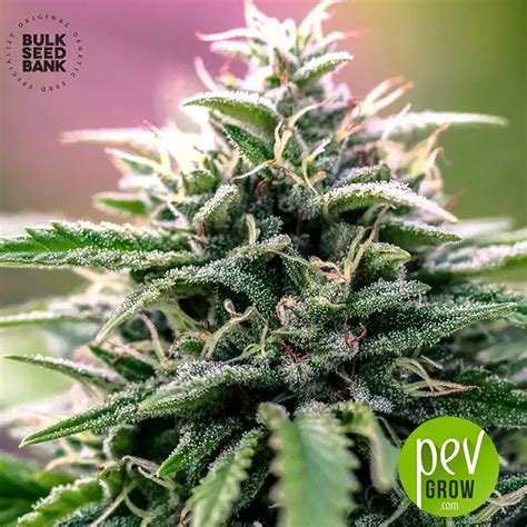 Cbd Good Wild Shark By Bulk Seed Bank Ideal For Relaxing