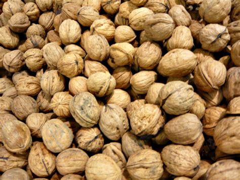 Walnuts – Draussen unterrichten