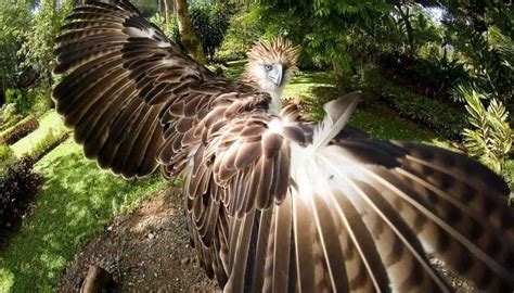 Fun Philippine Eagle Facts For Kids | Kidadl