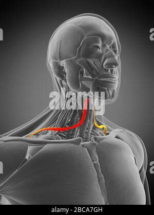 Illustration Of The Omohyoid Muscle Stock Photo Alamy