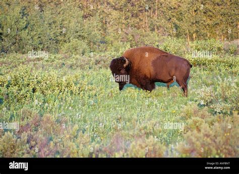 Plains bison, riding mountain national park, manitoba, Canada Stock ...