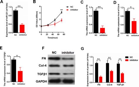 Downregulation Of Mir Attenuated Proliferation And Fibrosis Related