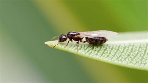 How to Treat and Control Flying Ants – Aptive Environmental