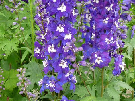 Delphinium King Arthur(Делфиниум Крал Артур) | Растения за градината