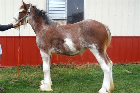 Clydesdale Filly Horses Big Horses Andalusian Horse