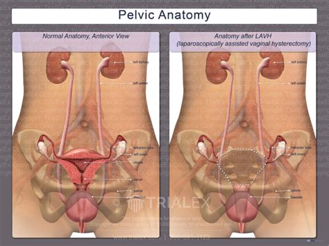 Pelvic Anatomy Trialquest Inc