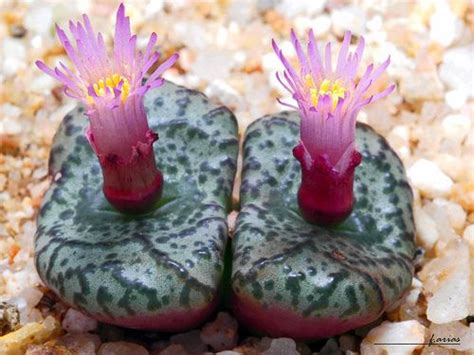 Two Green And Pink Flowers On Top Of Some Rocks In The Sand With Gravel