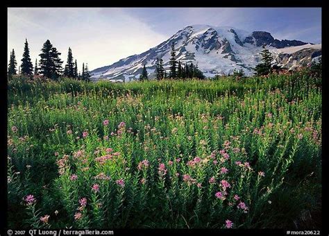 🔥 40 Mount Rainier Meadow Flowers Wallpapers Wallpapersafari