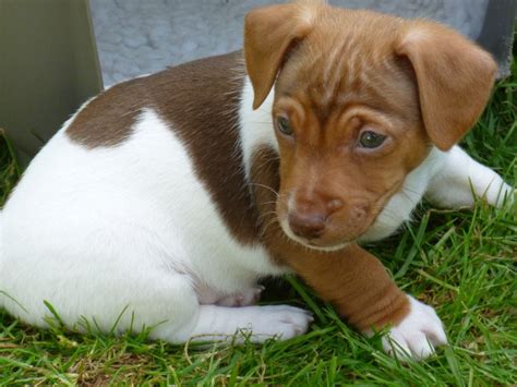 Rare Chocolate Miniature Jack Russells Birmingham West Midlands