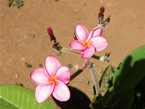 Sacuanjoche National Flower of Nicaragua by naujotos on DeviantArt