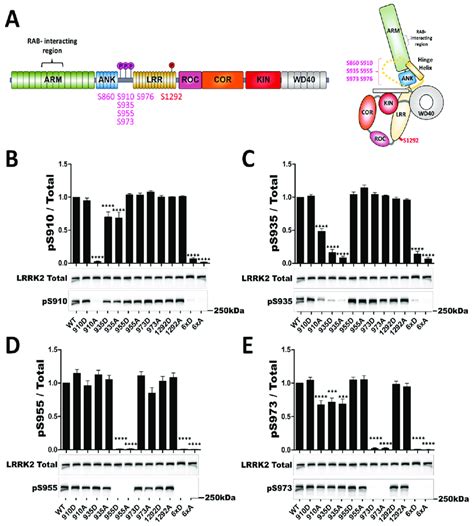 In Cellulo Phosphorylation Profile Of Lrrk2 Phosphosite Mutants