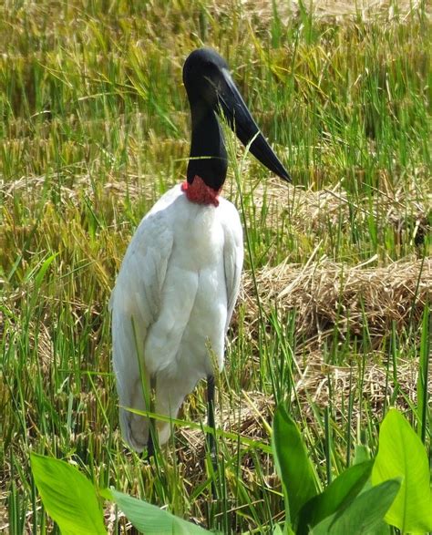 Fifteen Beautiful Birds From Belize