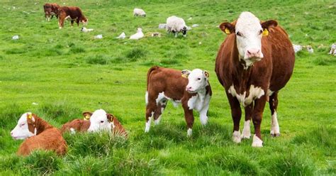 Estrat Gias Essenciais Para Manejo P S Parto De Vacas De Corte