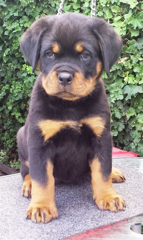 3 easy steps to owning a Rottweiler puppy - Meisterhunde Rottweilers