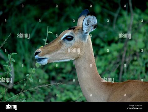 Impala Viewing In Mburo National Park Mboro National Park Uganda