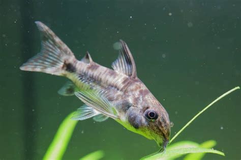 Keeping Cory Catfish Adorable Cory Species Care Tips Aquariadise