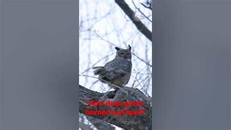 The Hooting Great Horned Owl Youtube