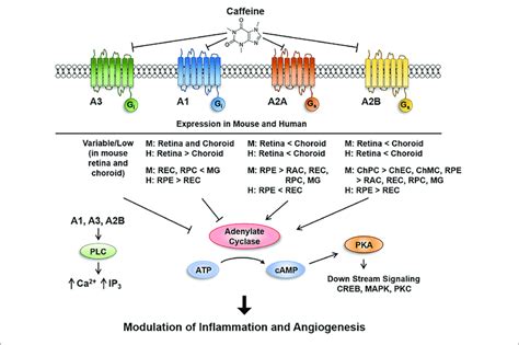 Schematic Illustration Of Caffeine Inhibition Of Signaling Through