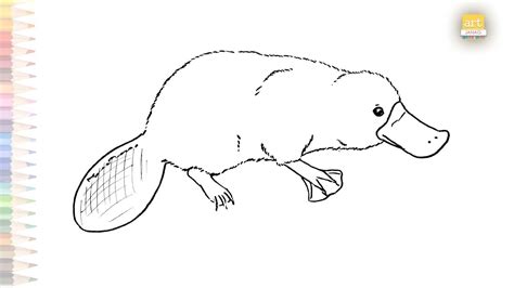 Platypus Drawing Easy How To Draw Platypus Step By Step Easy