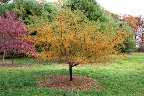 Golden Raindrops Crabapple