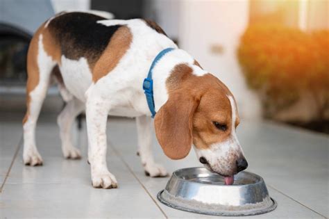 Создать мем "собака бигля, beagle dog, миска для медленного поедания ...