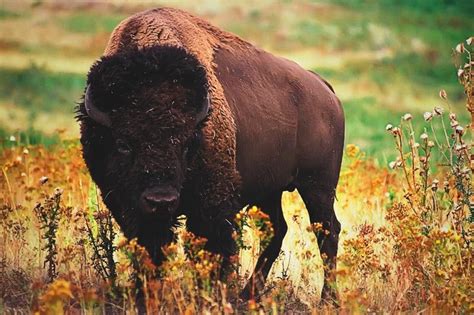 ¿Dónde vive el búfalo? 【Actualizado 2018】