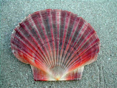 Scallop Shells Identification