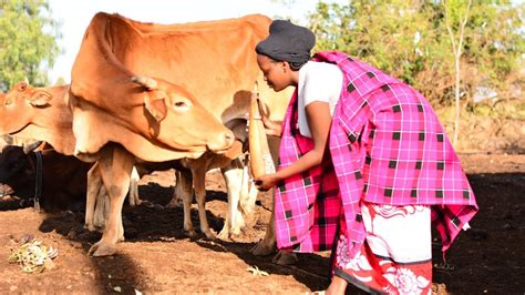 African Village Life Morning Routine Of A Masai Girl In Kenya Youtube