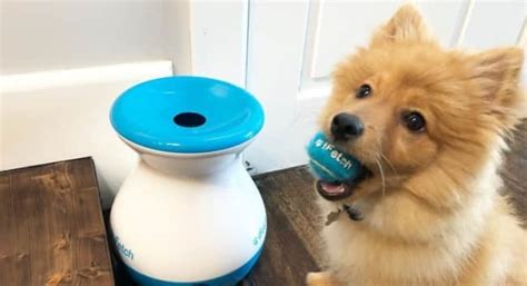 how to keep your dog occupied