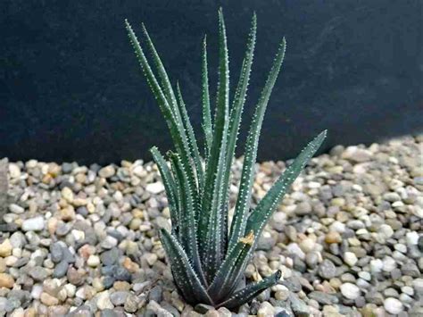 Haworthia Wittebergensis Mundo De Las Suculentas 2024