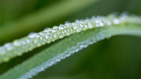 Wallpaper Water Nature Branch Green Morning Frost Dew Leaf