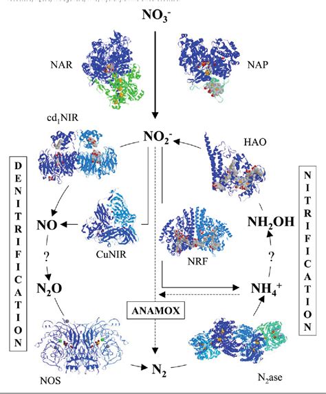 Figure 1 from The emerging molecular structure of the nitrogen cycle ...