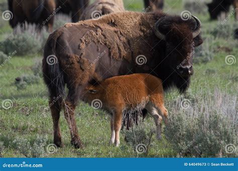 Bison Mother With Baby In Yellowstone National Park Stock Photo ...