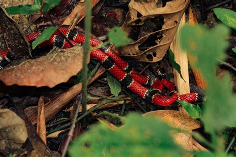 Biodiversidade Brasileira On Twitter Para Quem Quiser Acompanhar Um