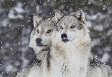 Total Images Cuanto Mide Un Lobo Mexicano Viaterra Mx