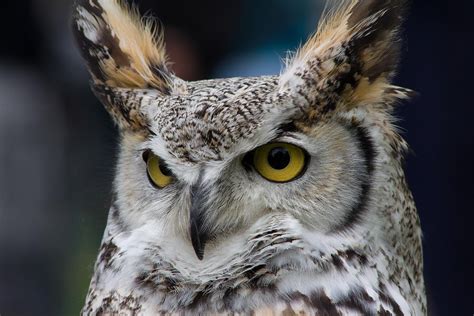 Northern Great Horned Owl Photograph By Ken Wolter