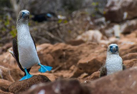 Galapagos Islands Tours & Vacations Curated by Local Experts