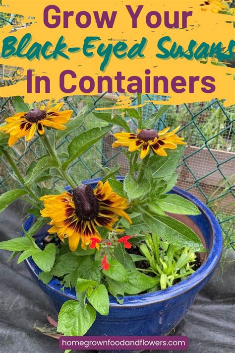 Growing Black Eyed Susan In Pots And Planters A Complete Guide Black