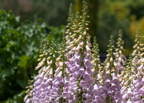 Foxglove Plant Care And Growing Guide